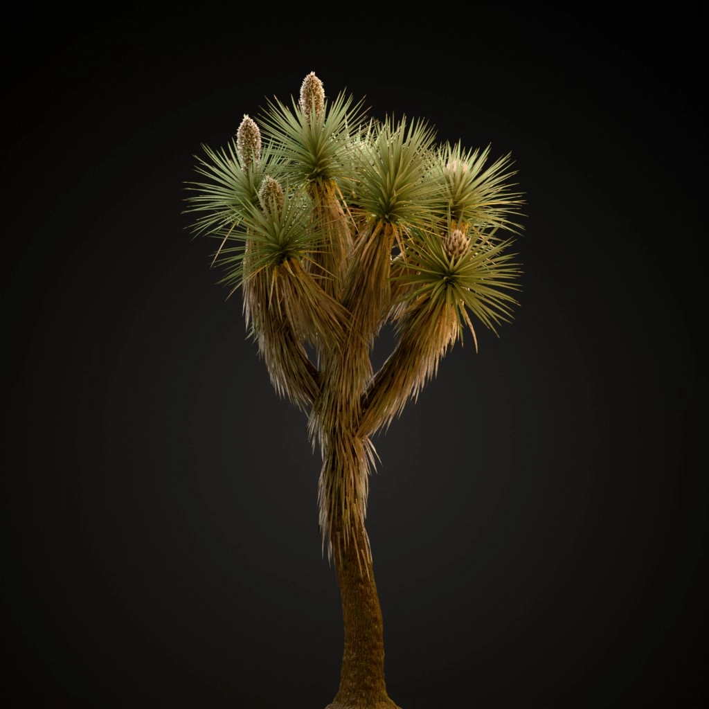 Joshua Tree