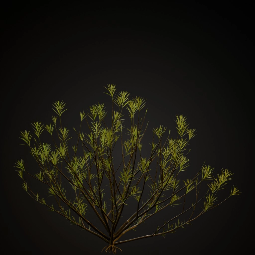 Rosemary Willow