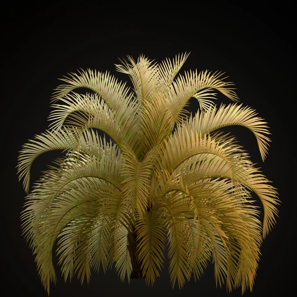 Pindo Palm