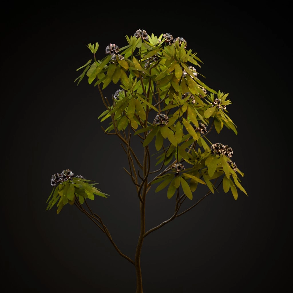 Great Laurel