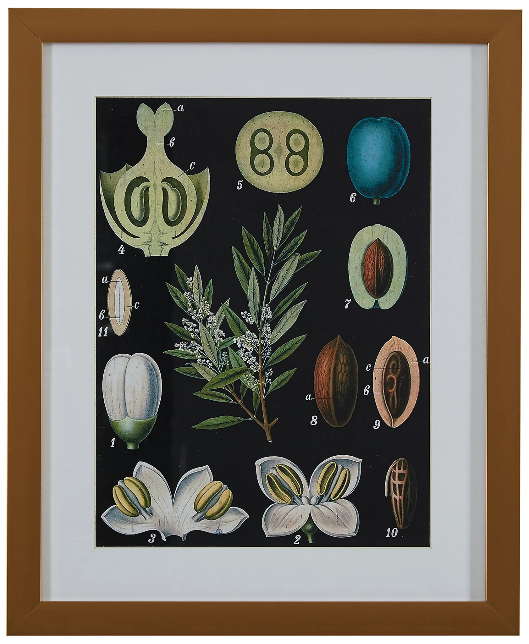 Vintage Botanical Anatomy Framed Wall Art Print