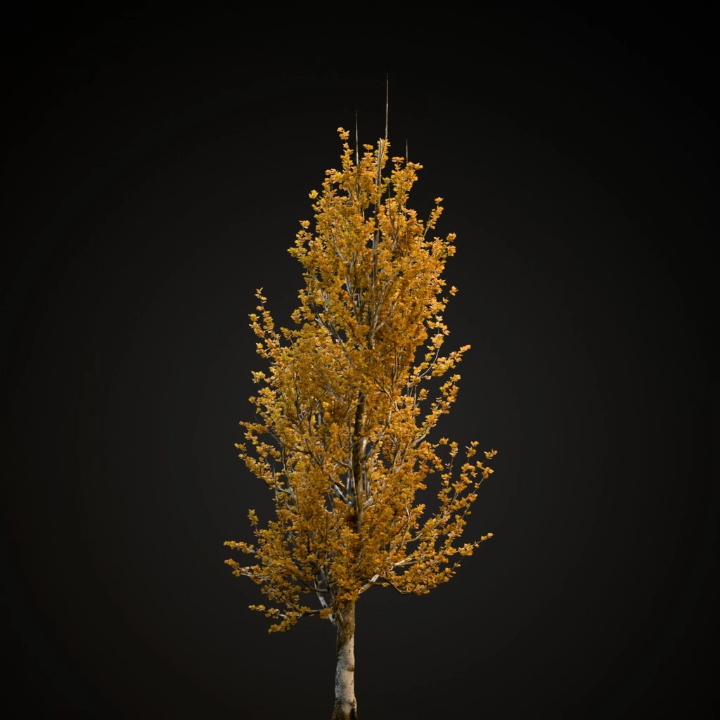 Lombardy Poplar
