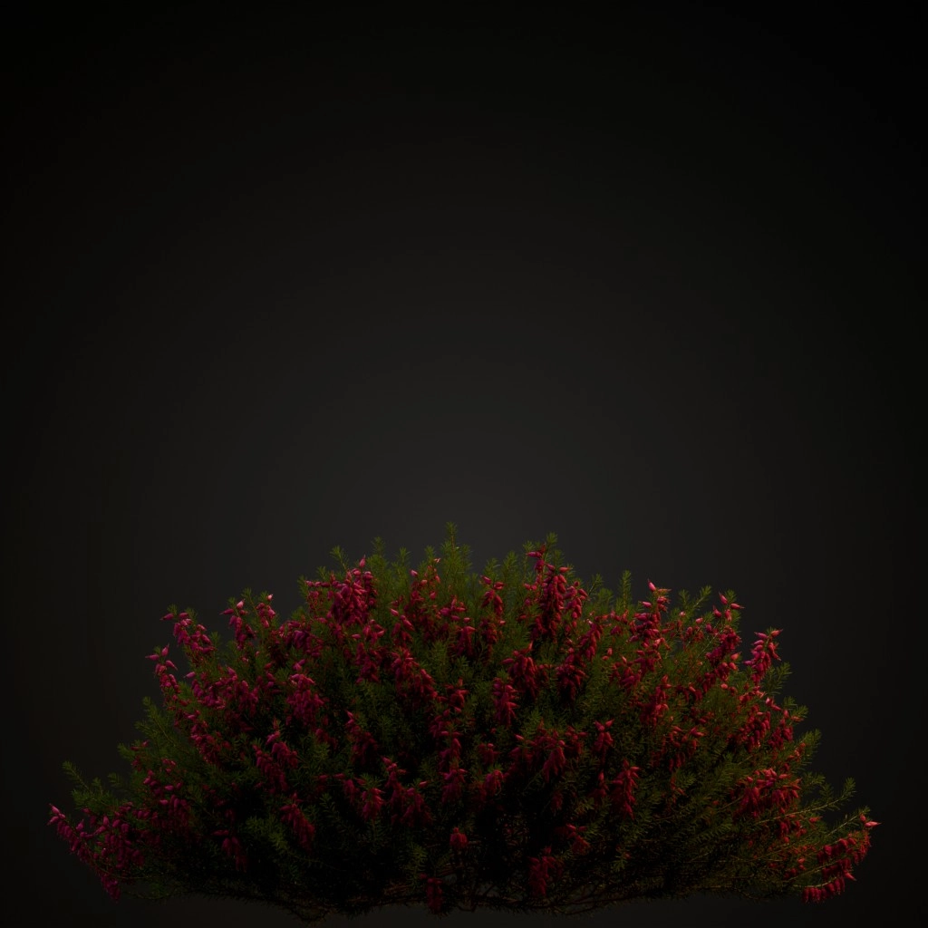 Winter Heath Dark Pink