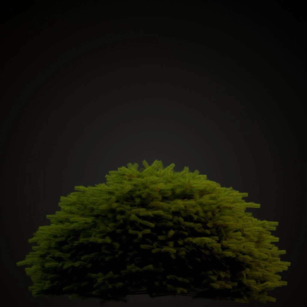 Maxwell's Norway Spruce