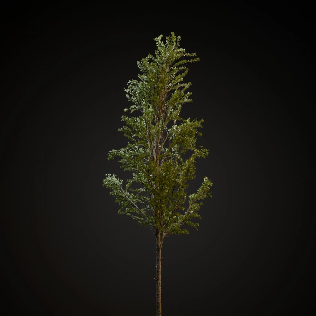 Mountain Maple