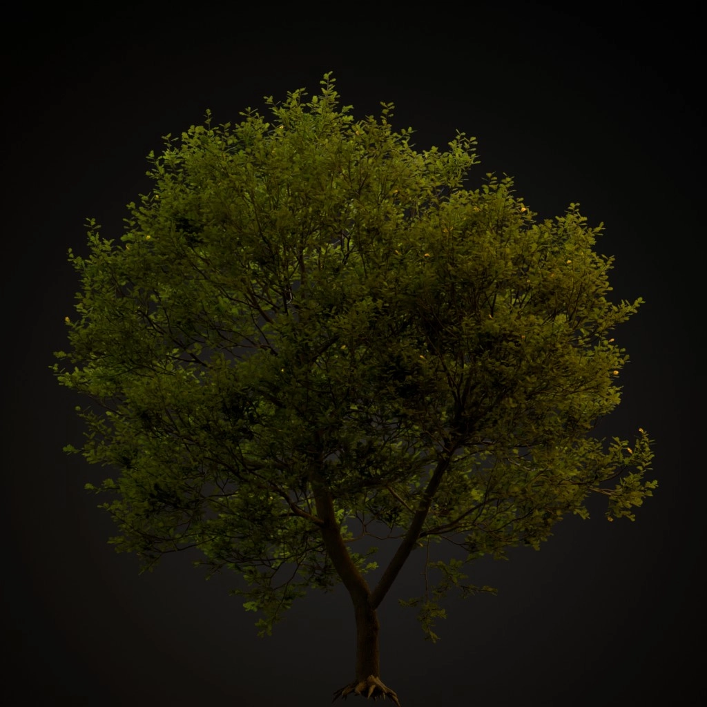 English Oak V4
