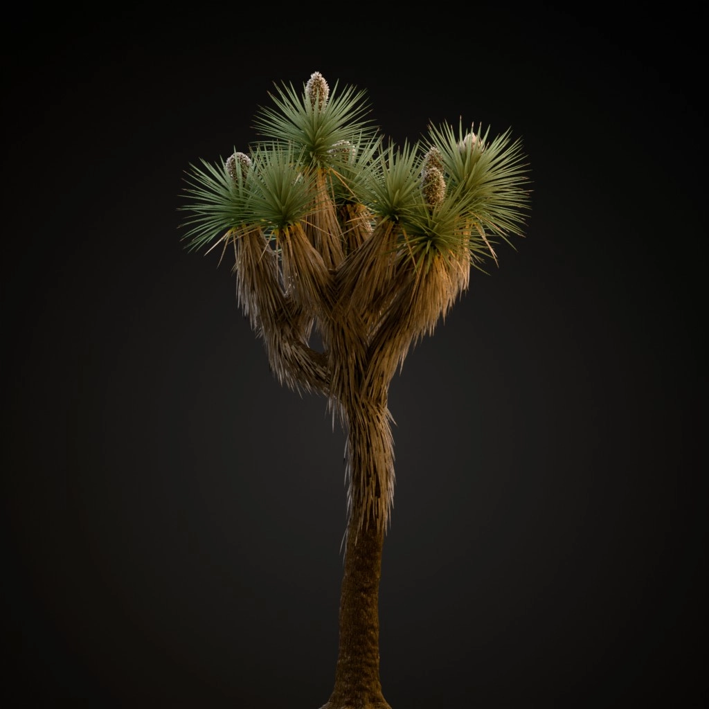 Joshua Tree
