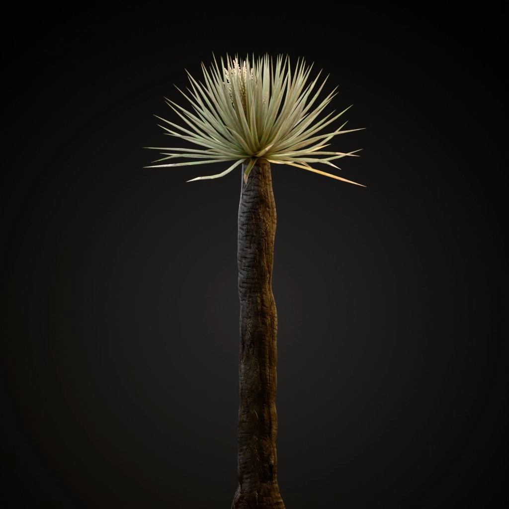 Dragon Tree