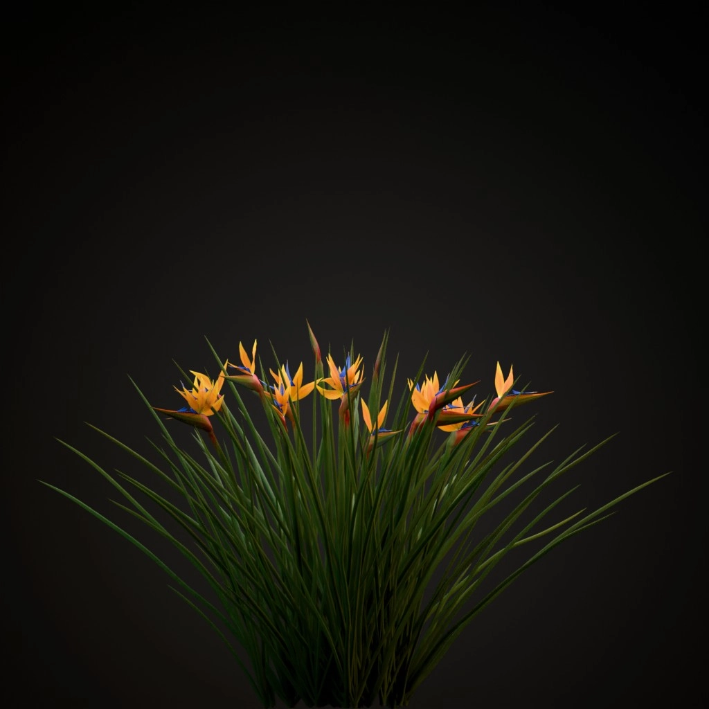 Narrow Leaved Bird of Paradise