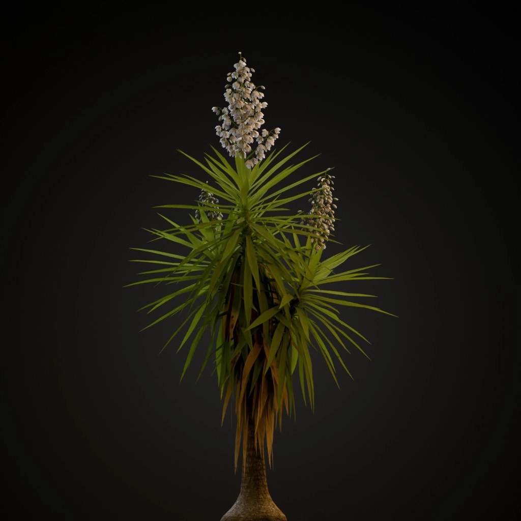 Spineless Yucca