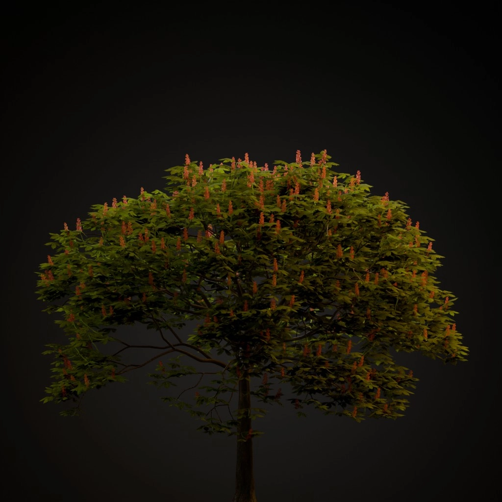 Red Buckeye