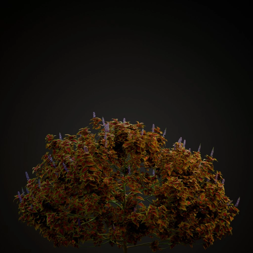 Kong Rose Coleus