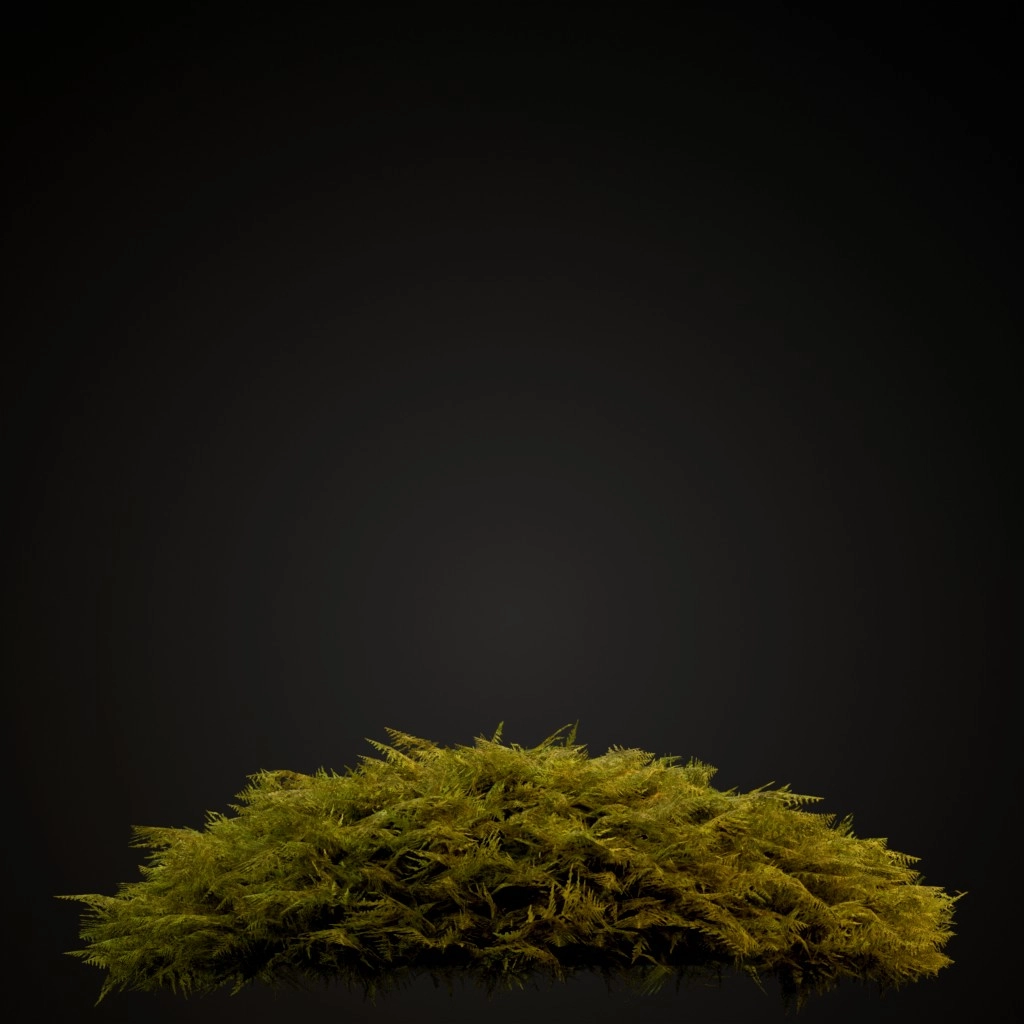 Common Tamarisk Moss