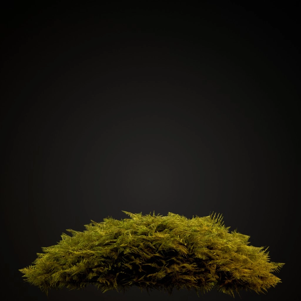 Common Tamarisk Moss