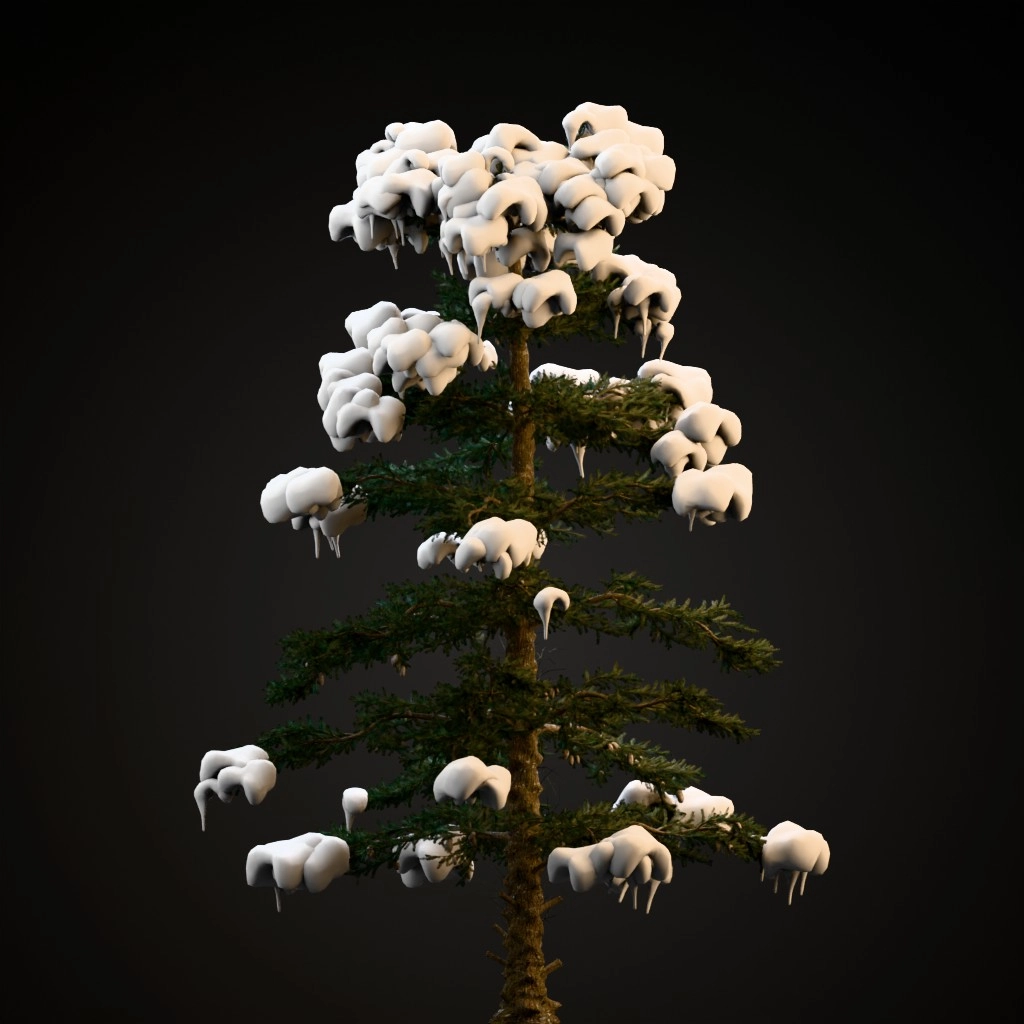 White Fir