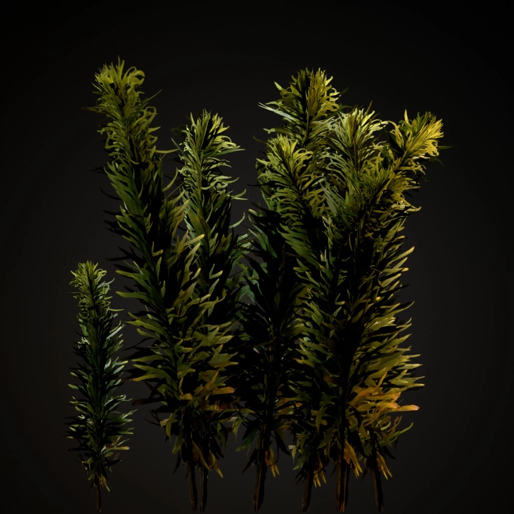 Horseweed