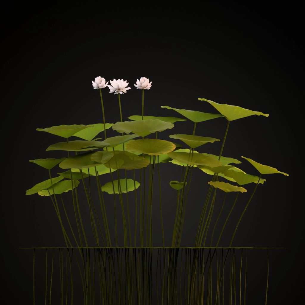 Sacred Lotus