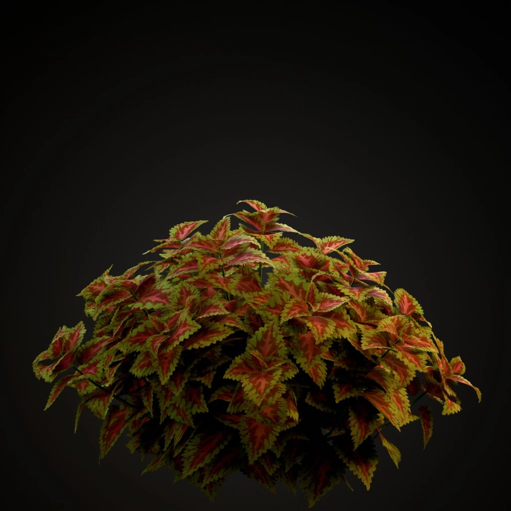 Kong Rose Coleus