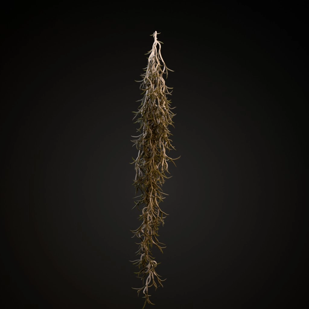 Spanish Moss