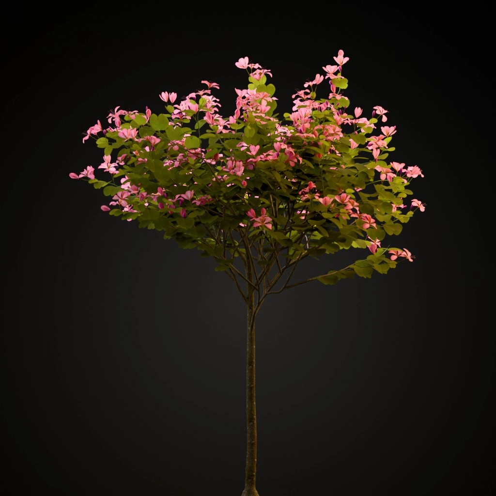 Hong Kong Orchid