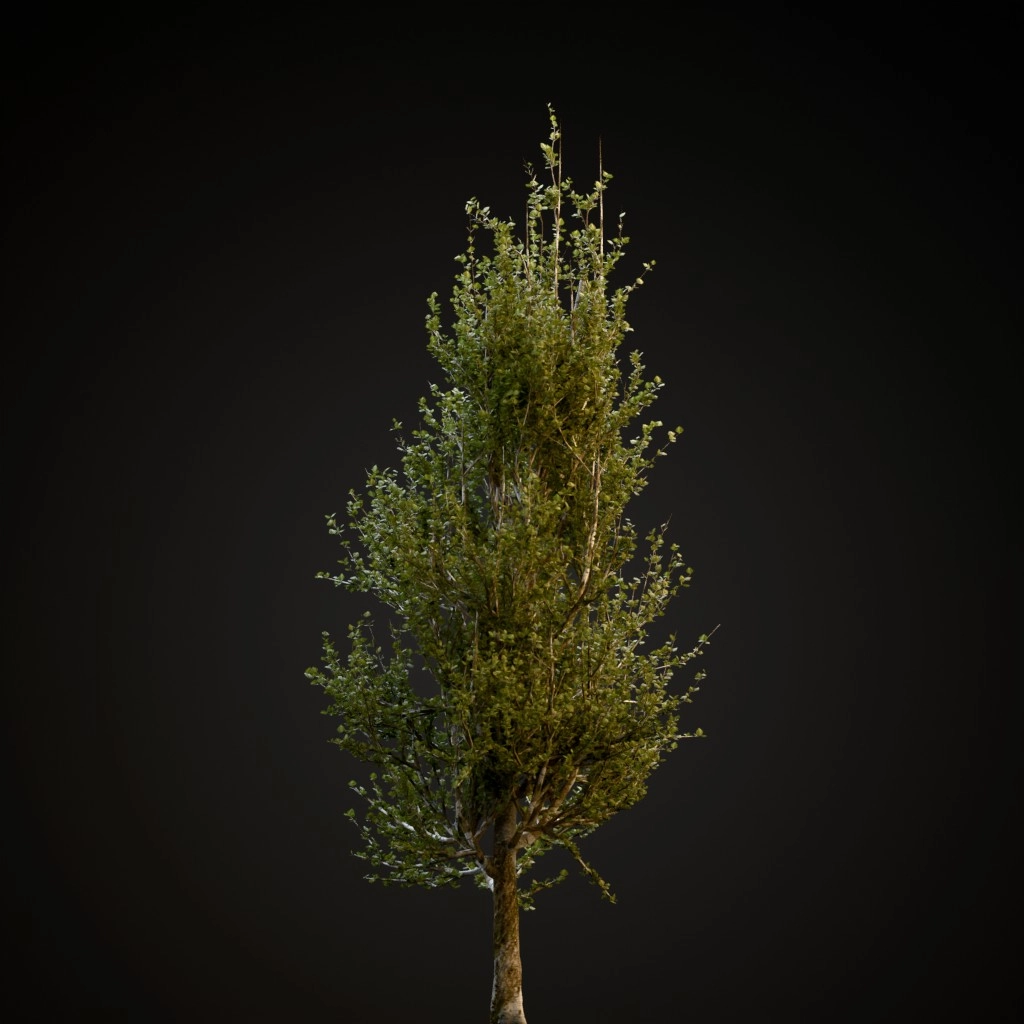 Lombardy Poplar