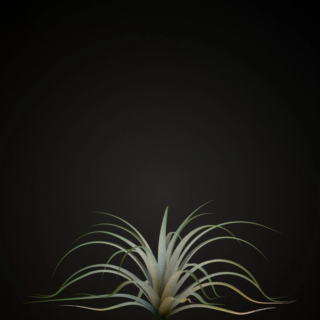 Giant Airplant