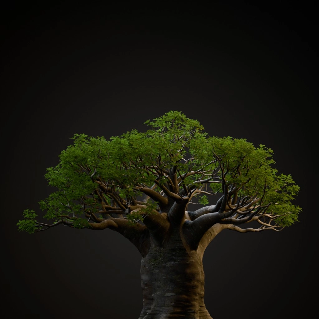 African Baobab