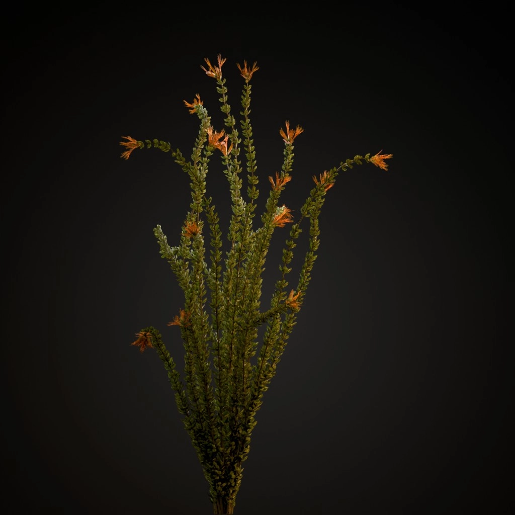 Ocotillo