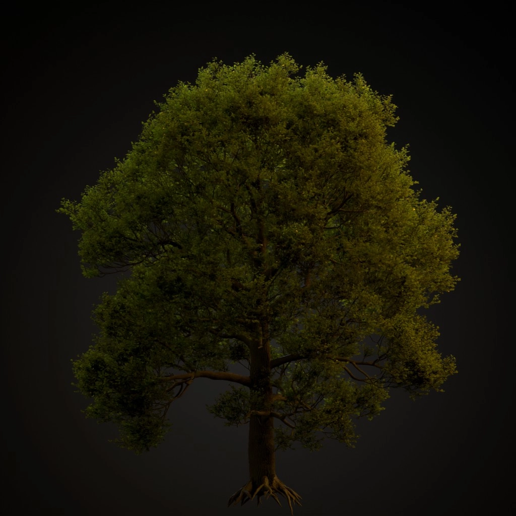 English Oak V4