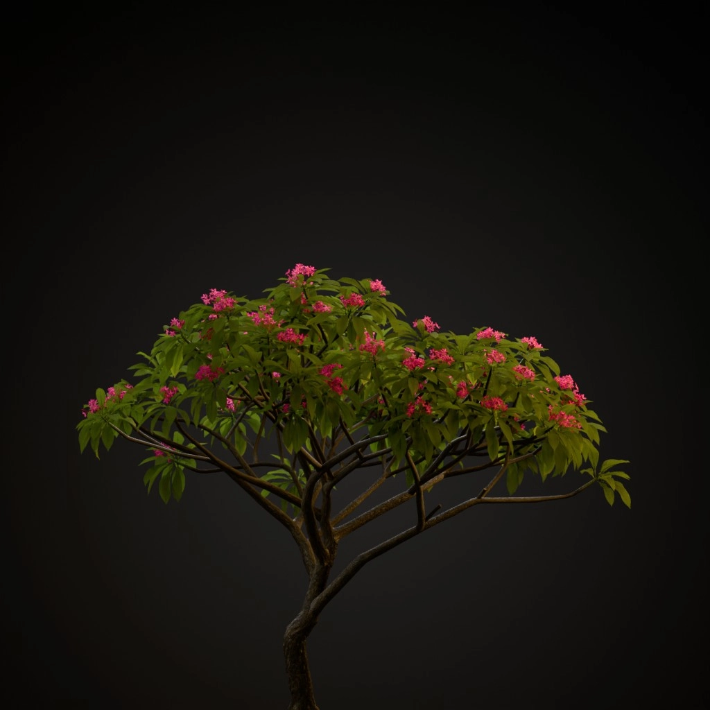 Pink Frangipani