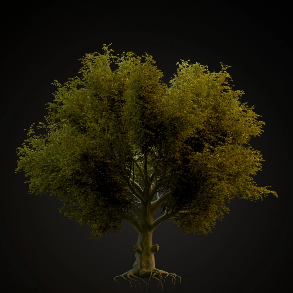American Beech