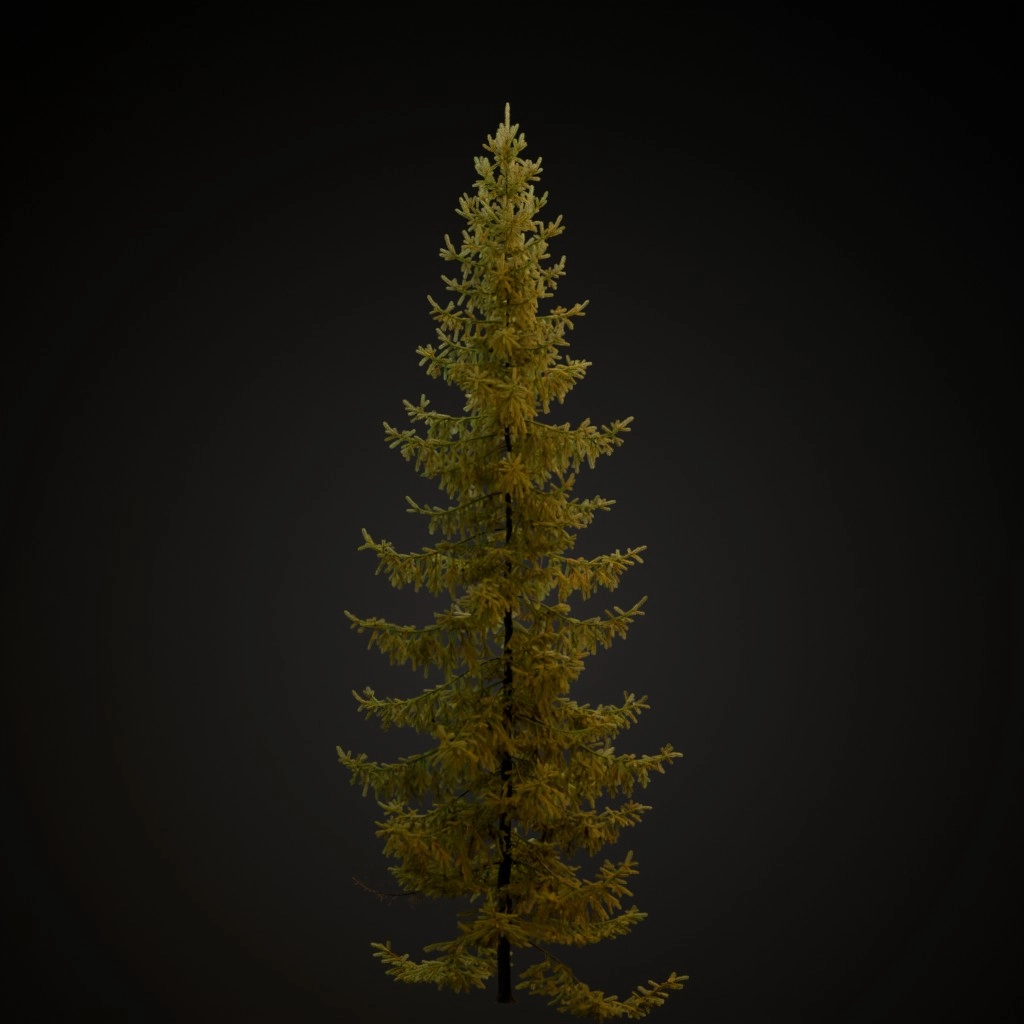 Black Spruce