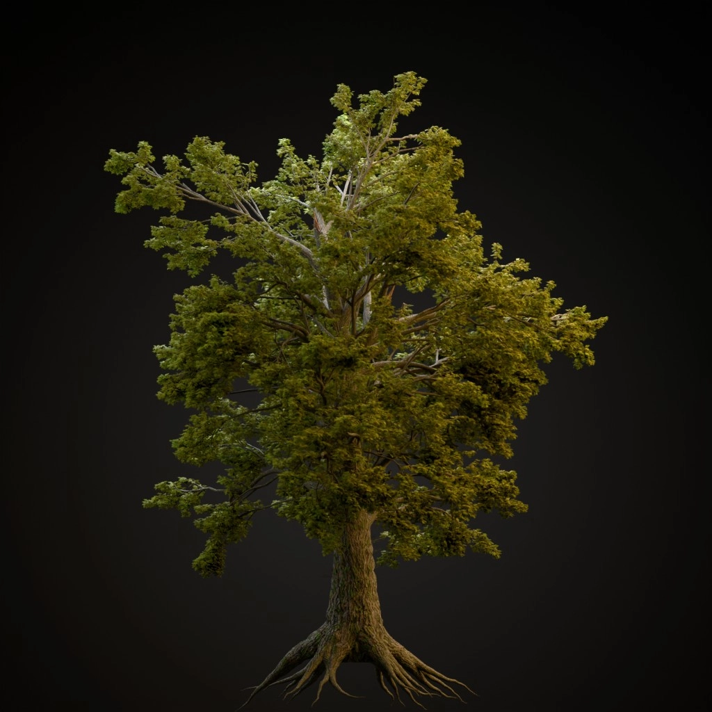 Sassafras