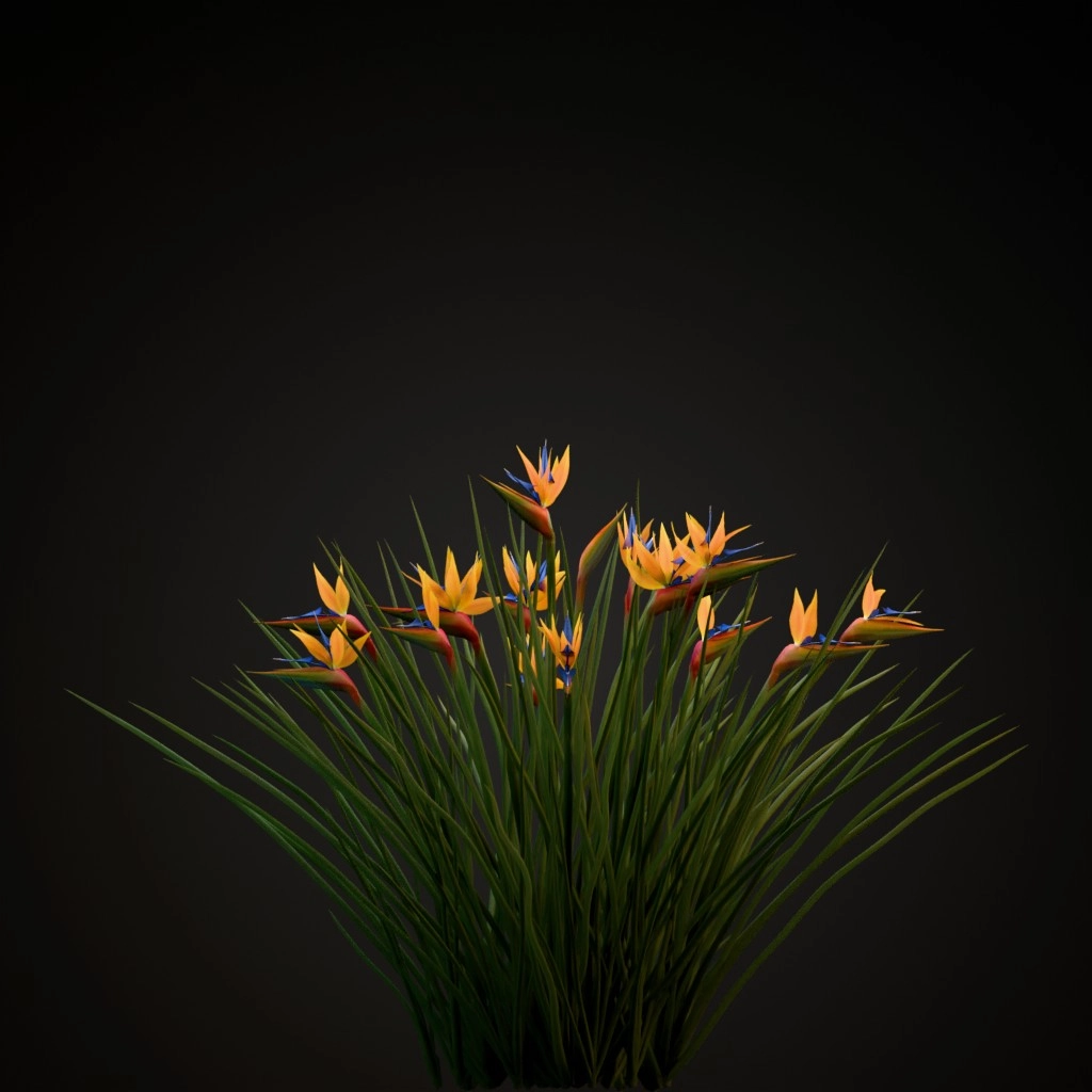 Narrow Leaved Bird of Paradise