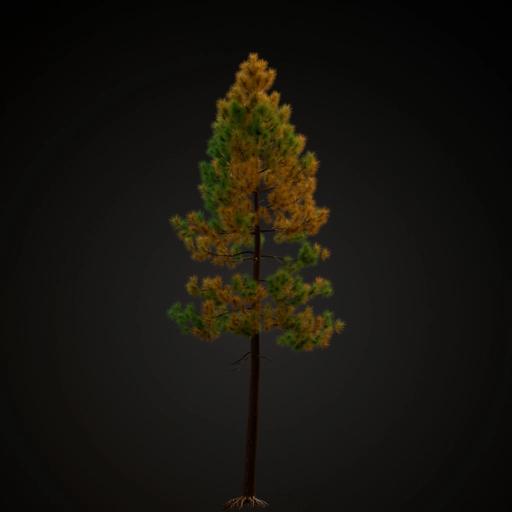 Ponderosa Pine