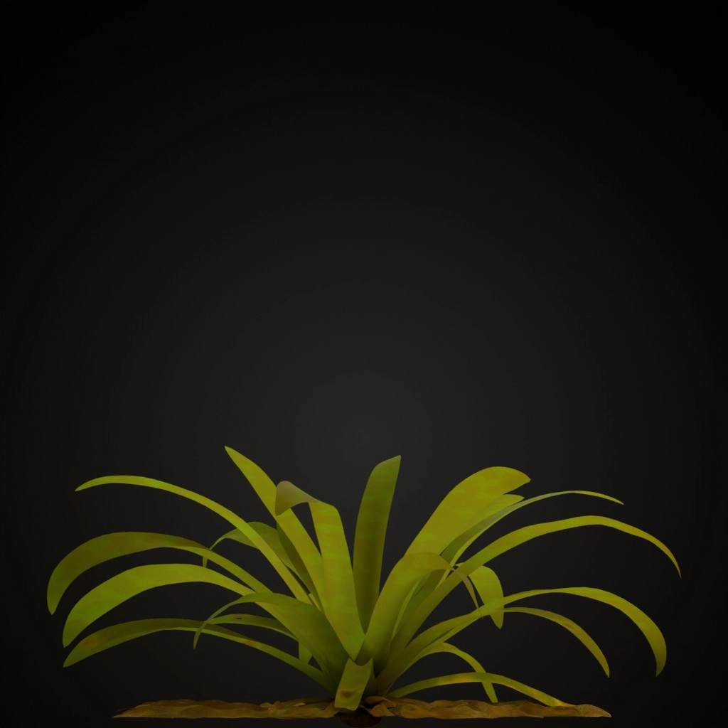 Fuchsia Guzmania