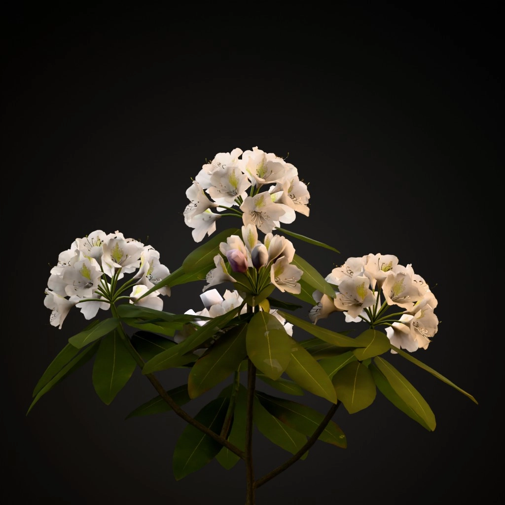 Boule De Neige Rhododendron