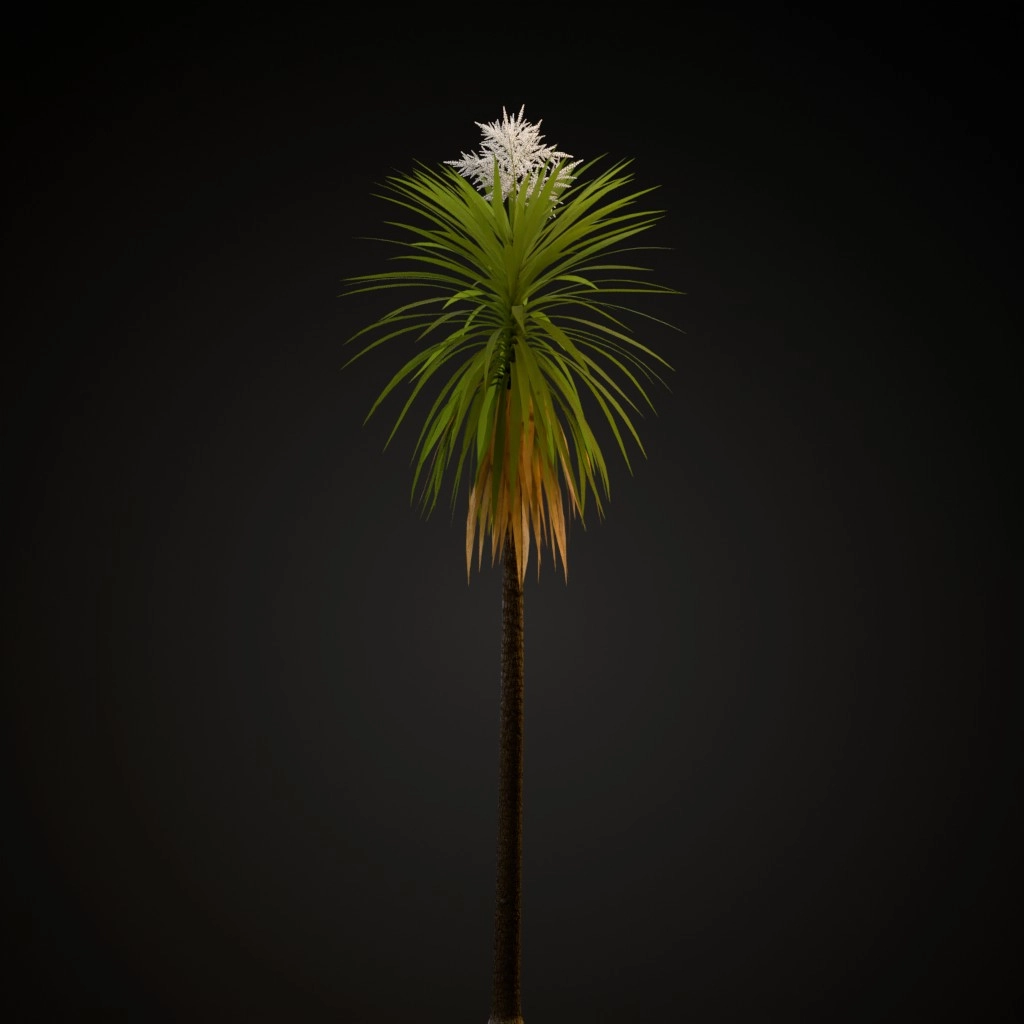 Cabbage Tree