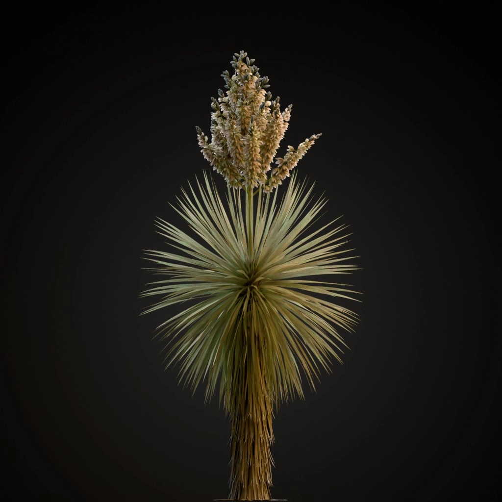 Beaked Yucca