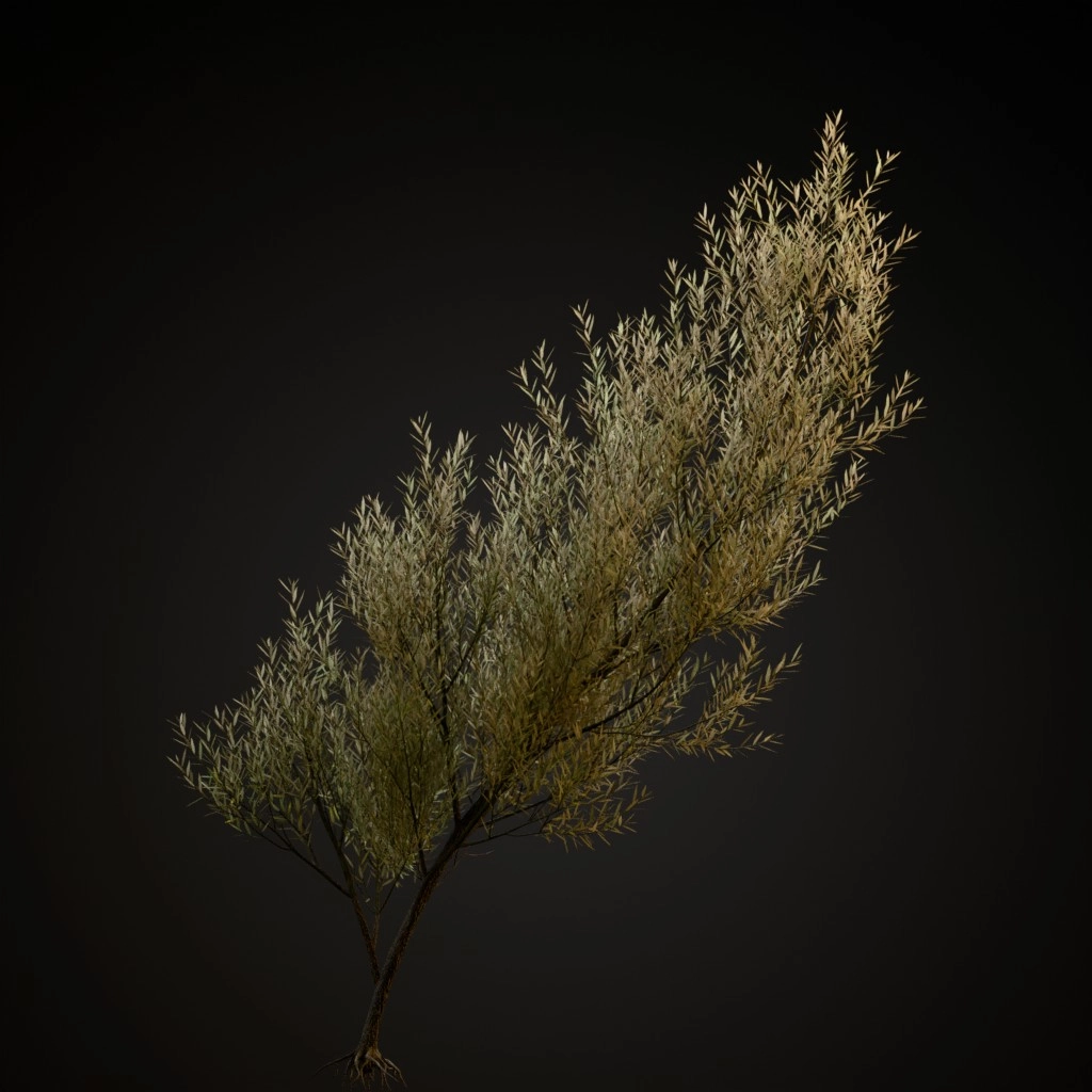 White Willow
