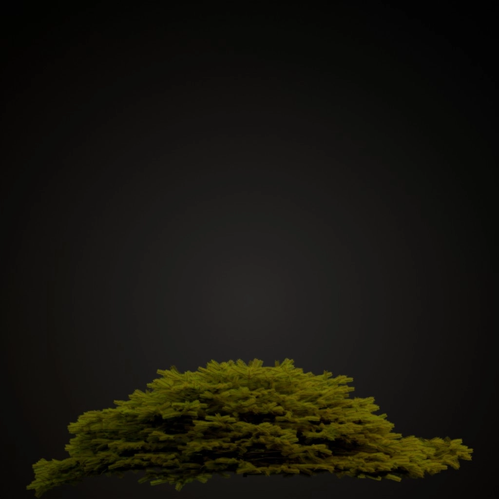 Bird's Nest Spruce