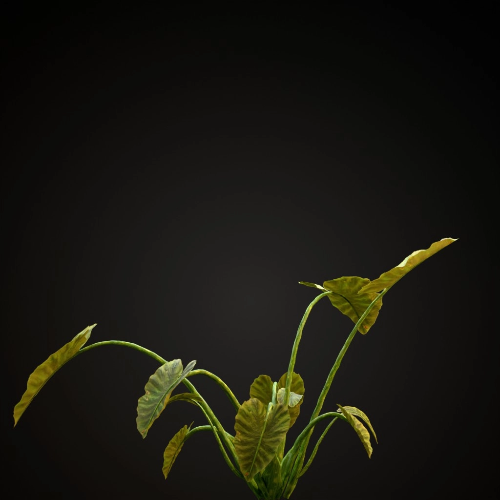 Elephant Ear