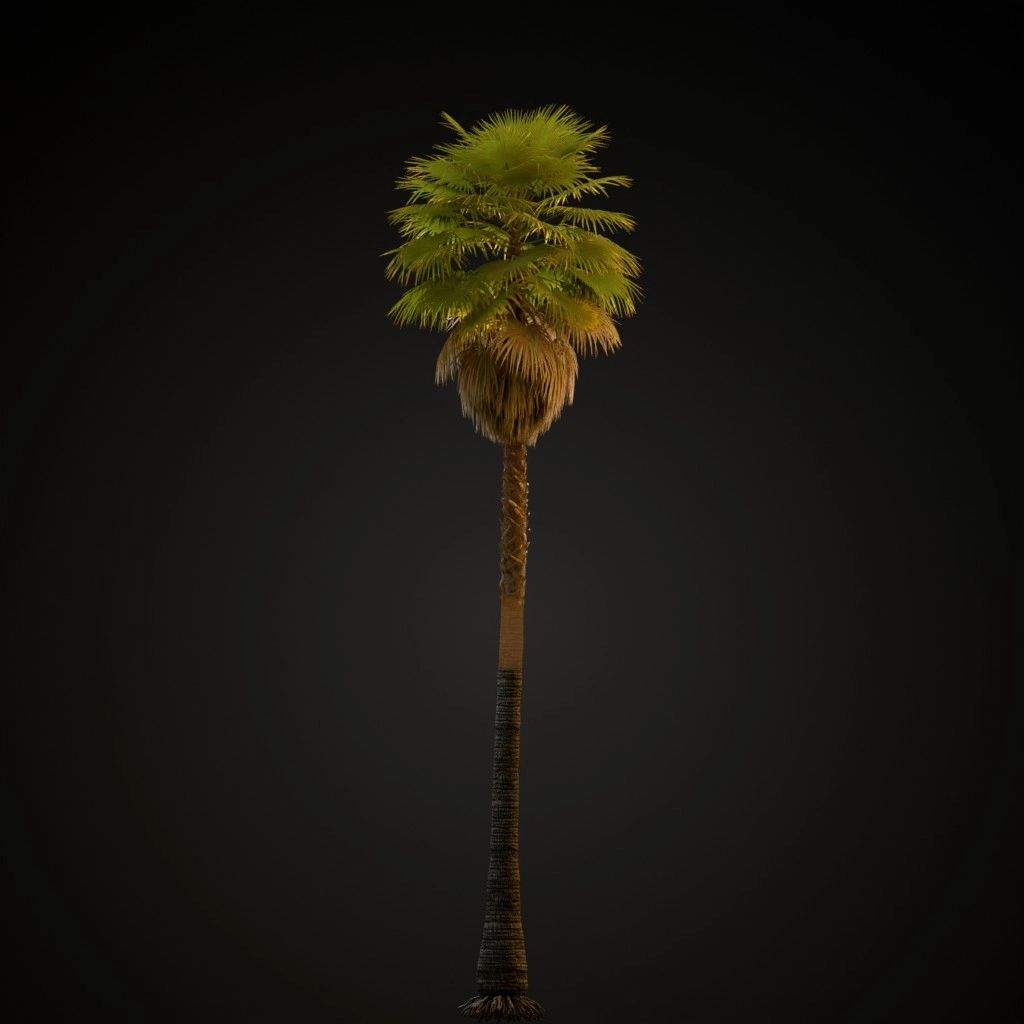 Mexican Fan Palm