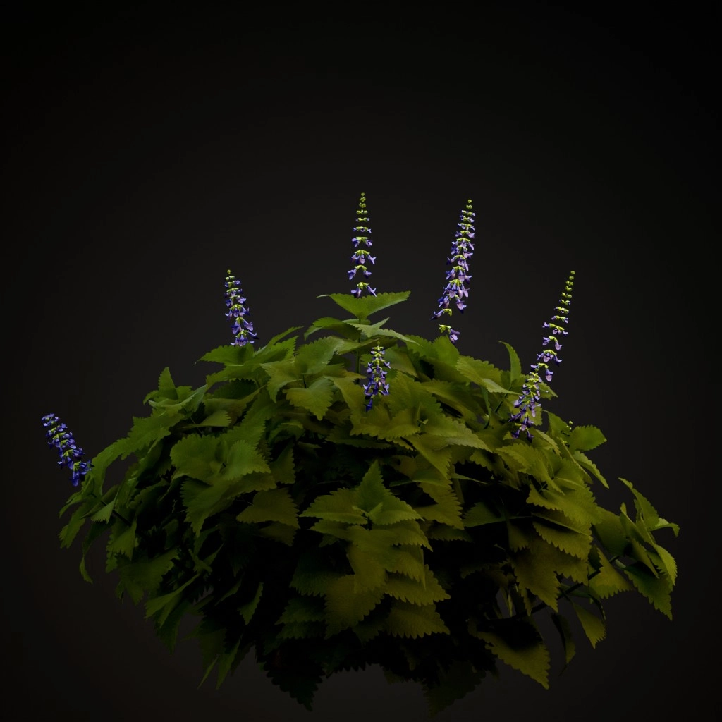 Coleus