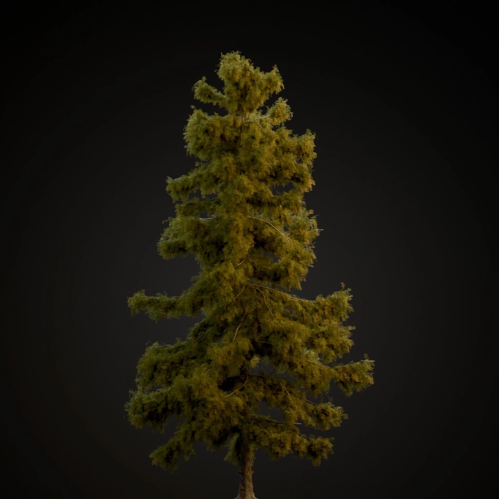 Alaska Cedar