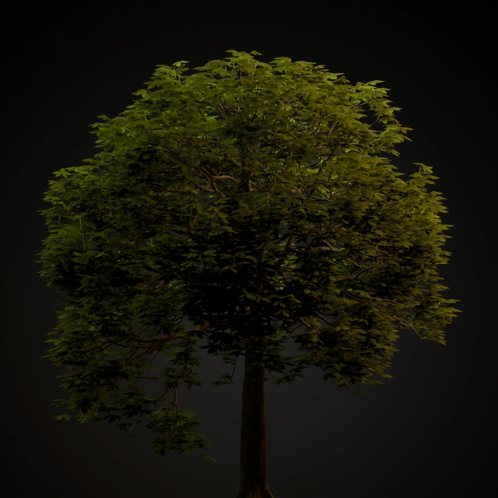 Red Horse Chestnut