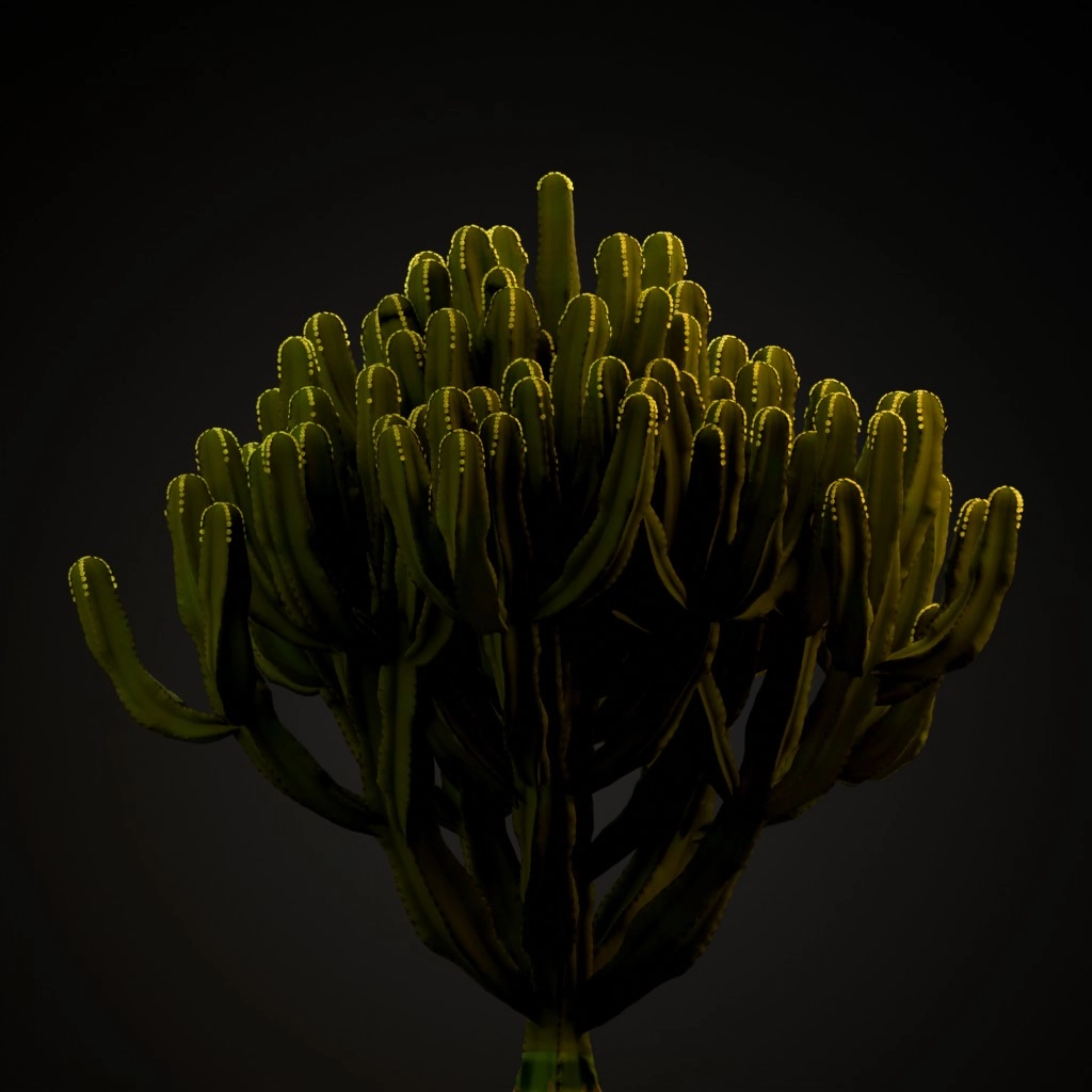 Candelabra Tree
