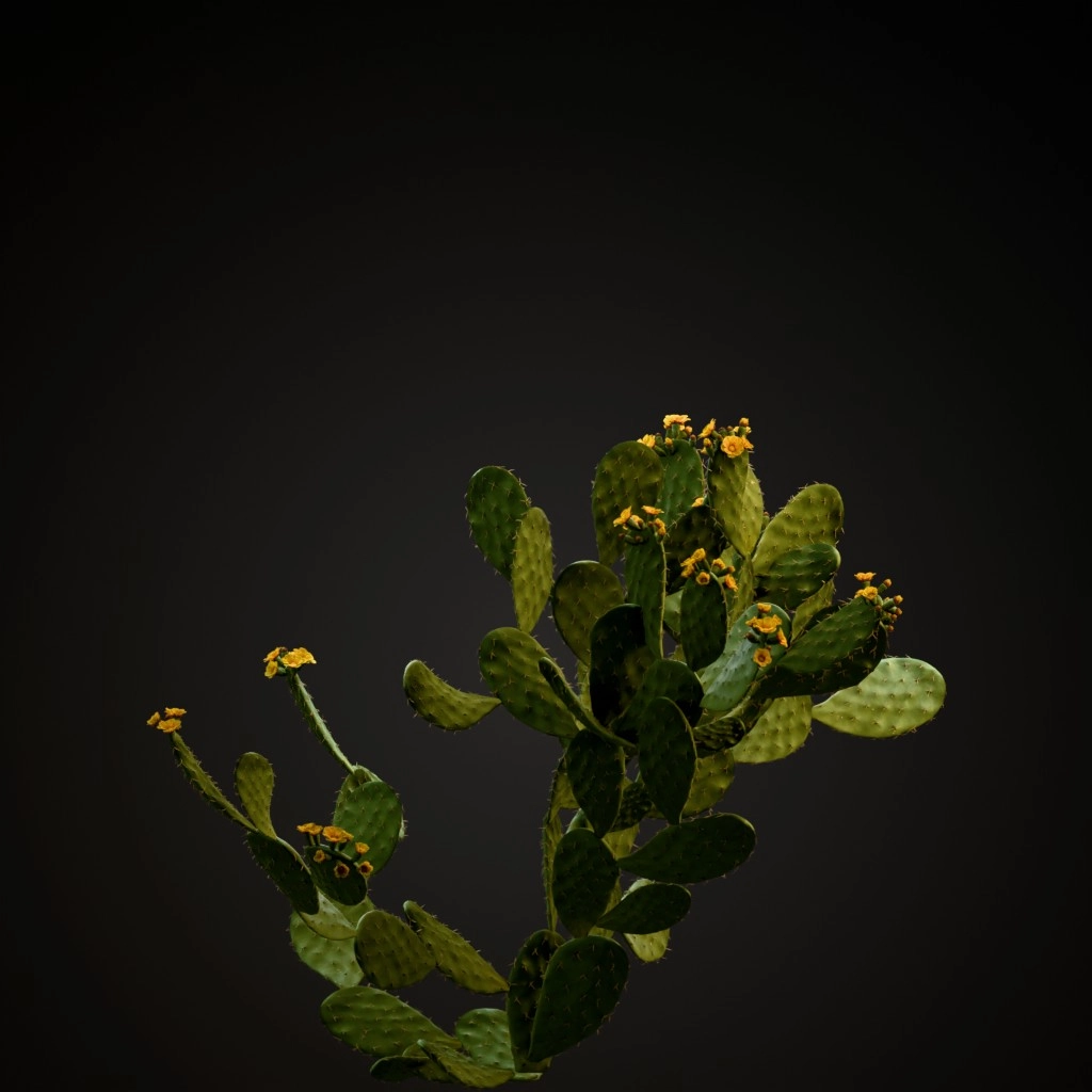 Prickly Pear Cactus
