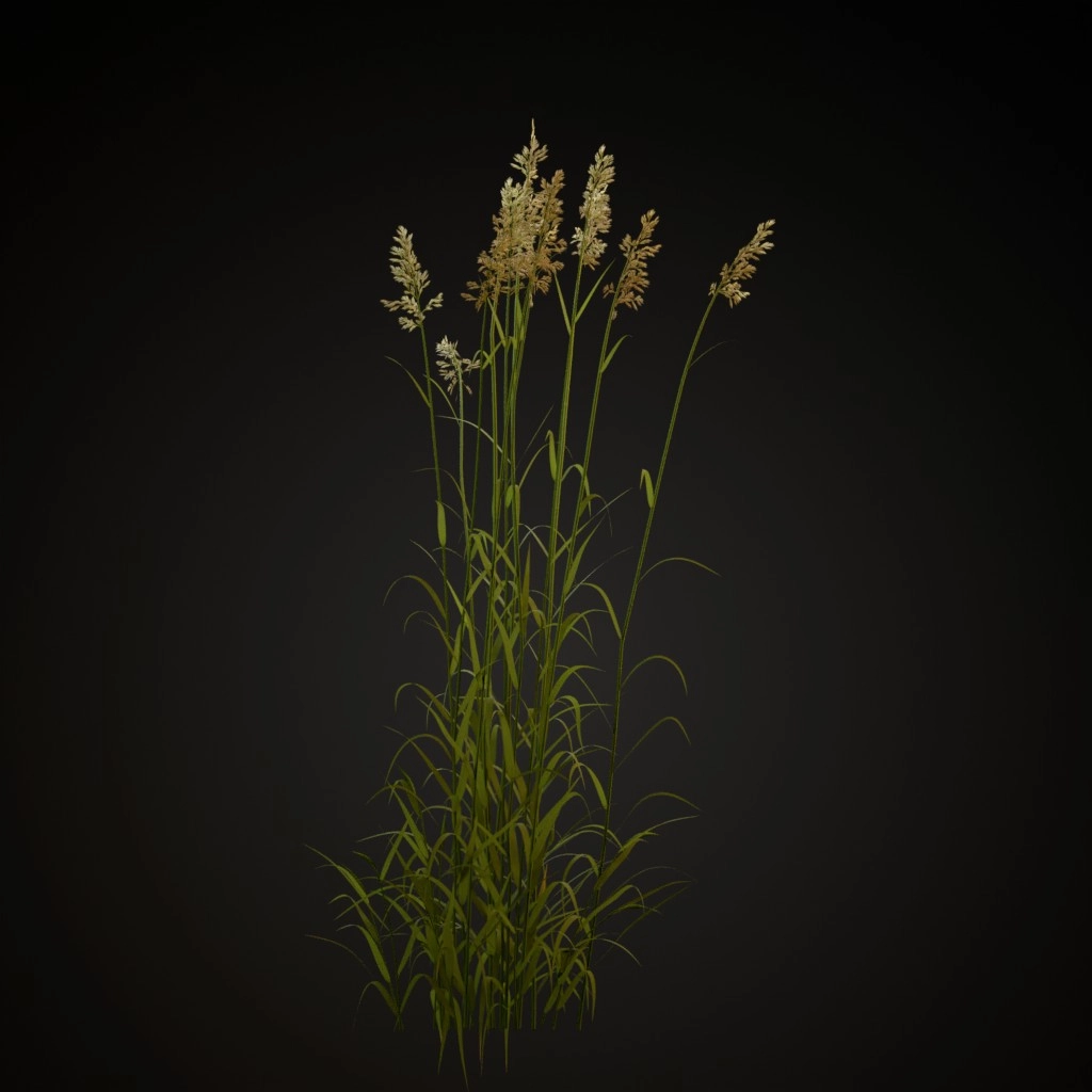 Reed Canary Grass