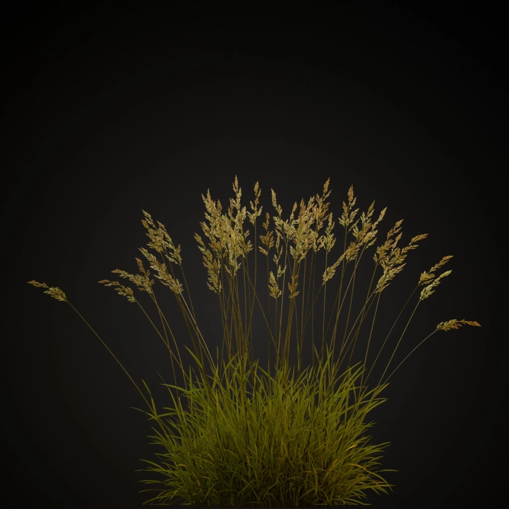 Red Fescue